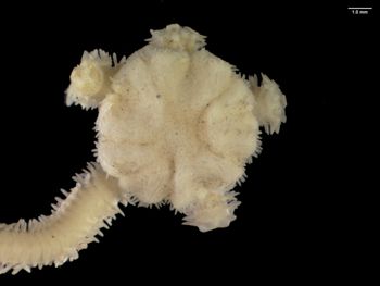 Media type: image; Invertebrate Zoology OPH-6796